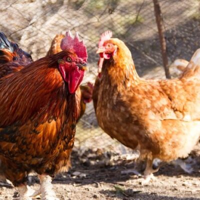 Produits pour l’élevage