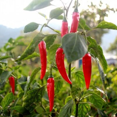 Produits finis biologiques